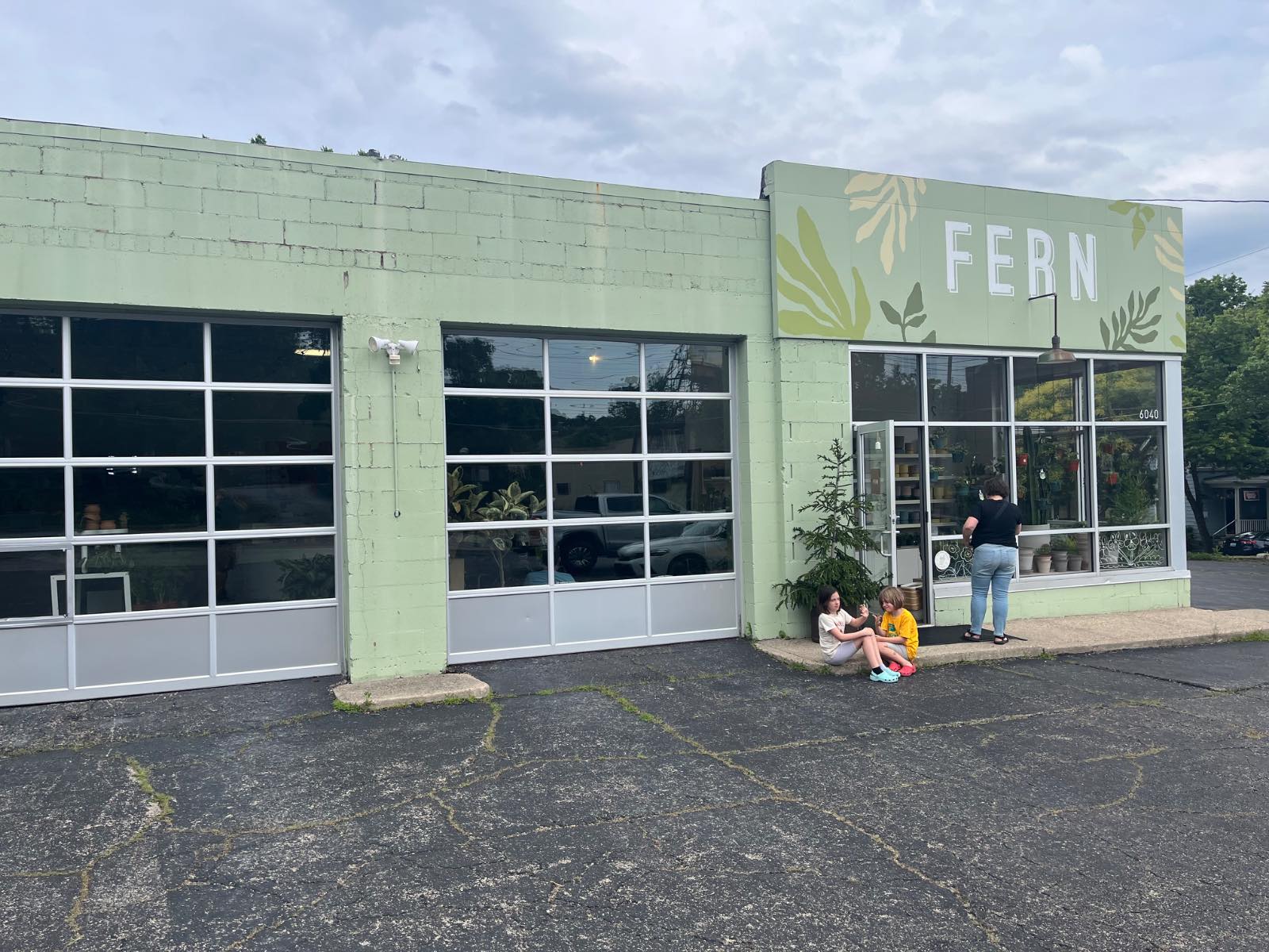 Fern